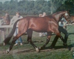 broodmare Winterjuwel (Westphalian, 1985, from Whisky I)