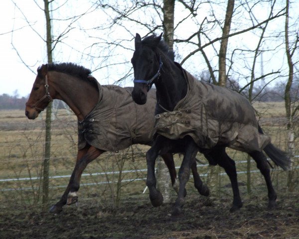 dressage horse Hannes (Hanoverian, 2008, from Hochadel)