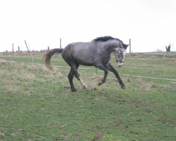 Springpferd Casanova (Württemberger, 2008, von Ciacomo)