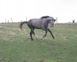 horse Casanova (Württemberger, 2008, from Ciacomo)