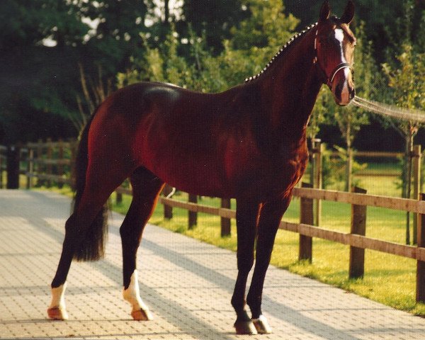 stallion Rockman (Westphalian, 1997, from Rockwell)