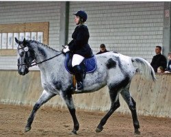 broodmare Sonyador (Appaloosa, 1999, from Tobago Executive)