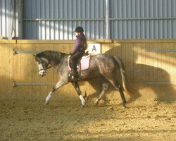 dressage horse Charms Diamond (German Riding Pony, 2007, from Charm of Nibelungen)