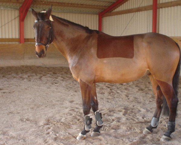 horse Karadscha (Trakehner, 2002, from Radscha)