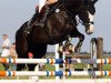 broodmare Amicelli Z (Zangersheide riding horse, 2005, from Air Jordan Z)