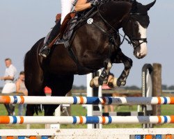 broodmare Amicelli Z (Zangersheide riding horse, 2005, from Air Jordan Z)