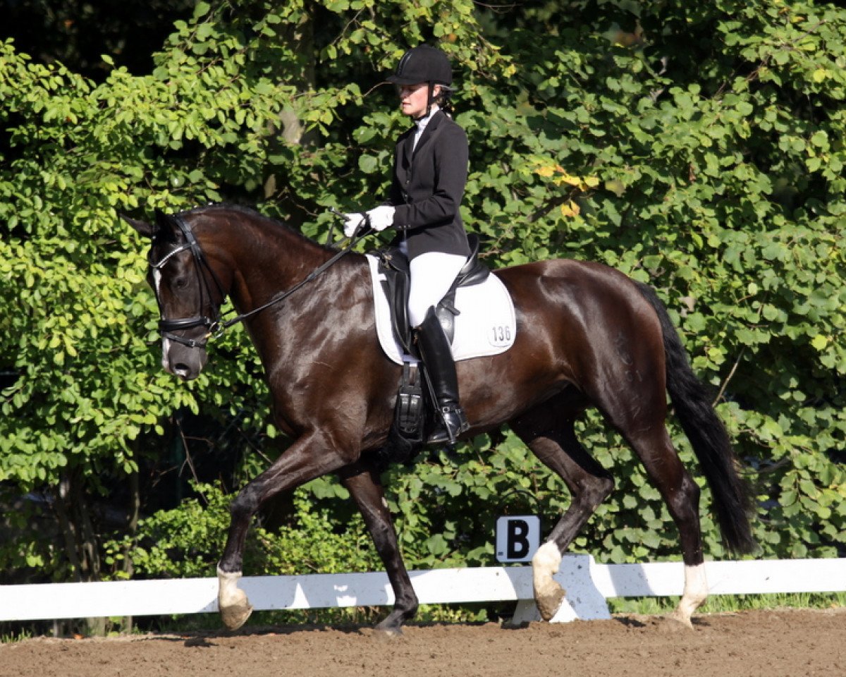 Dressurpferd Dark Dancing Girl (Westfale, 2006, von Dream On)