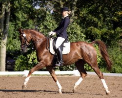 dressage horse Rieke 116 (Westphalian, 2006, from Bmc Roman Nature)