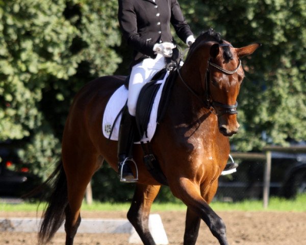 dressage horse Ricarda P (Rhinelander, 2006, from Riccione)