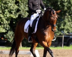 dressage horse Ricarda P (Rhinelander, 2006, from Riccione)