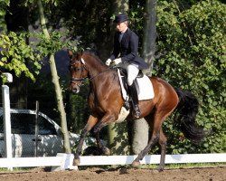 dressage horse Regina 70 (Trakehner, 2005, from Glanzlicht)