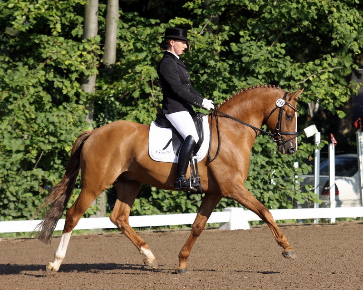 stallion FS Daddy Cool (Rhinelander, 2006, from FS Don't Worry)