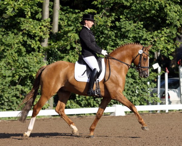 dressage horse FS Daddy Cool (German Riding Pony, 2006, from FS Don't Worry)
