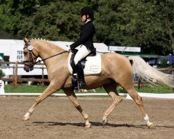 Dressurpferd Bolero (Deutsches Reitpony, 2006, von Boticelli 4)