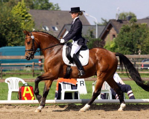 dressage horse Barack 3 (Westphalian, 2006, from Belissimo NRW)