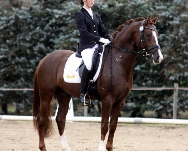 stallion Der Kleine Donnerhall W (German Riding Pony, 2005, from FS Don't Worry)