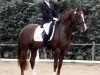 stallion Der Kleine Donnerhall W (German Riding Pony, 2005, from FS Don't Worry)