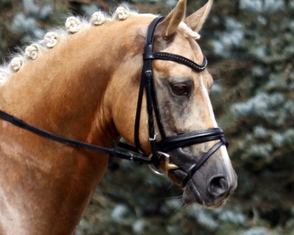 dressage horse White Gold B (German Riding Pony, 2003, from Golden Dancer)