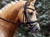 dressage horse White Gold B (German Riding Pony, 2003, from Golden Dancer)