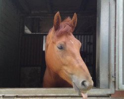 horse Amy (Hanoverian, 2007, from Argentinus)