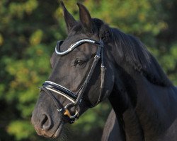 broodmare Cosima (Alt Wuerttemberg, 2000, from Corse)