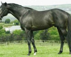 stallion Pyrus xx (Thoroughbred, 1998, from Mr. Prospector xx)