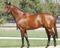 stallion Elvstroem xx (Thoroughbred, 2000, from Danehill xx)