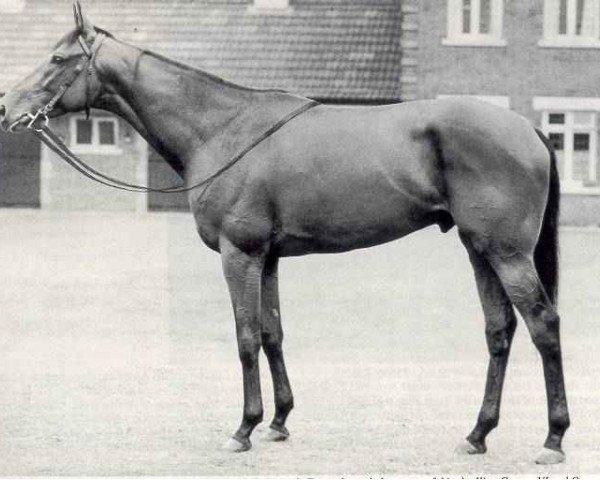 horse Ribot xx (Thoroughbred, 1952, from Tenerani xx)