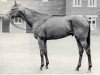 stallion Ribot xx (Thoroughbred, 1952, from Tenerani xx)