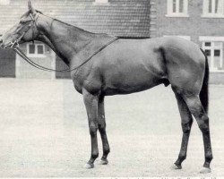 stallion Ribot xx (Thoroughbred, 1952, from Tenerani xx)