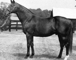 stallion Halo xx (Thoroughbred, 1969, from Hail to Reason xx)