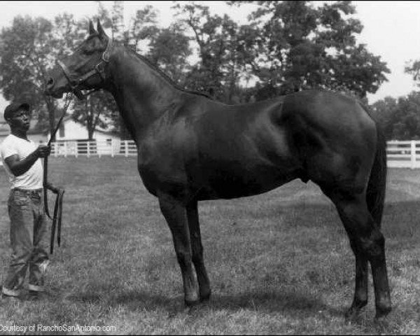 stallion Graustark xx (Thoroughbred, 1963, from Ribot xx)