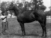 stallion Graustark xx (Thoroughbred, 1963, from Ribot xx)