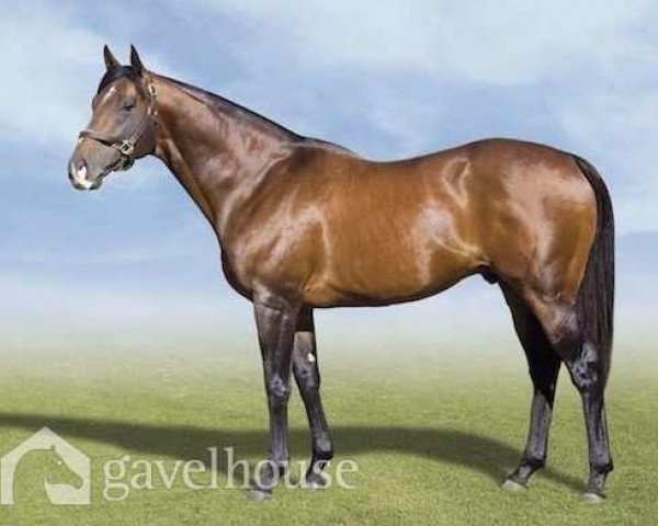 stallion Albert Hall xx (Thoroughbred, 2002, from Danehill xx)