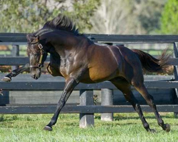 stallion Danzero xx (Thoroughbred, 1991, from Danehill xx)