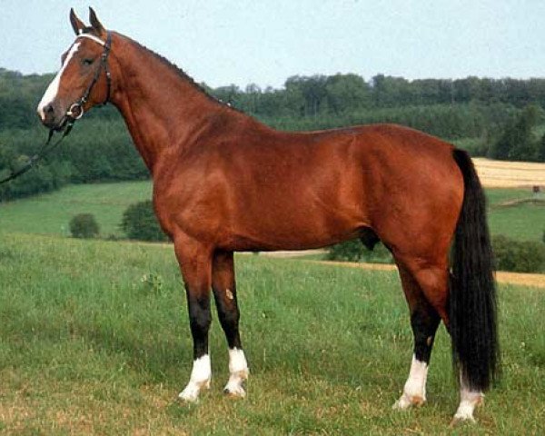 horse Silvano (Holsteiner, 1985, from Silvester)