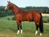 stallion Silvano (Holsteiner, 1985, from Silvester)
