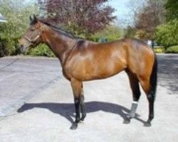 stallion Mozart xx (Thoroughbred, 1998, from Danehill xx)