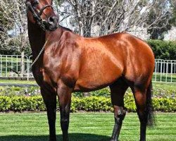 stallion Oratorio xx (Thoroughbred, 2002, from Danehill xx)