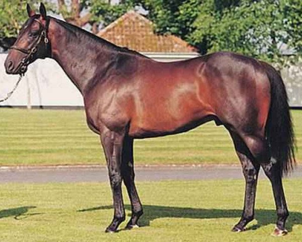 stallion Indian Danehill xx (Thoroughbred, 1996, from Danehill xx)