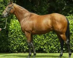 stallion Spartacus xx (Thoroughbred, 2000, from Danehill xx)