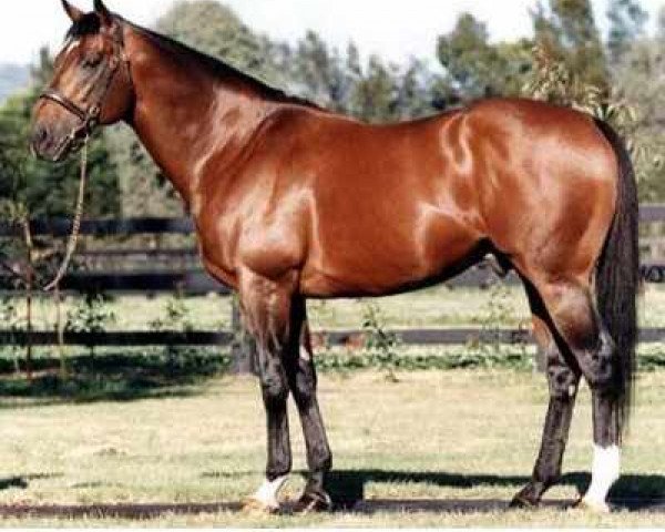 stallion Danehill xx (Thoroughbred, 1986, from Danzig xx)