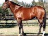 stallion Danehill xx (Thoroughbred, 1986, from Danzig xx)