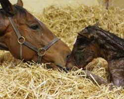 broodmare Danedrop xx (Thoroughbred, 1999, from Danehill xx)