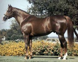 Deckhengst Dash For Cash (Quarter Horse, 1973, von Rocket Wrangler)