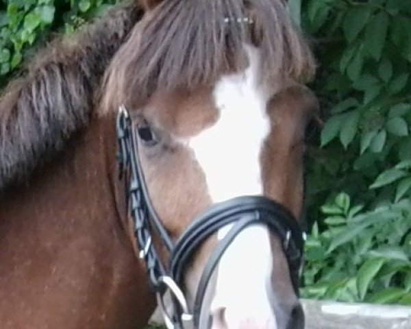 Pferd Nino (Welsh Pony (Sek.B), 2008, von Den Bramel's Baye)