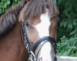 Pferd Nino (Welsh Pony (Sek.B), 2008, von Den Bramel's Baye)