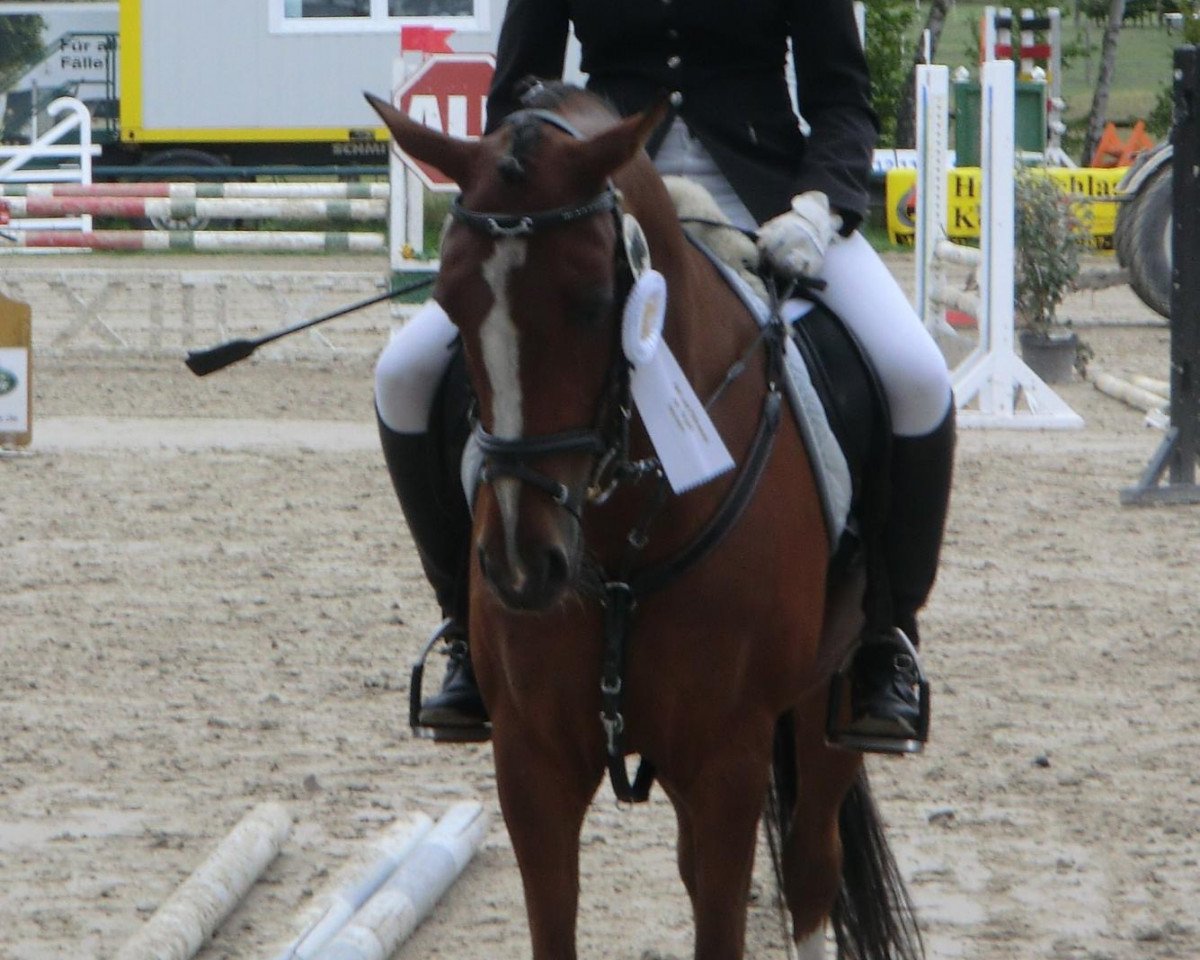 Dressurpferd Paradiso 26 (Deutsches Reitpony, 2001, von Leandros Sirik)