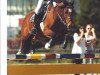 horse FH Allwinner (German Riding Pony, 2000, from Alexander)