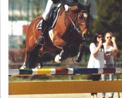 horse FH Allwinner (German Riding Pony, 2000, from Alexander)